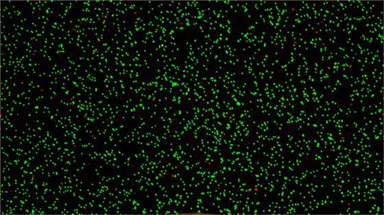 免疫细胞浓度接近9&times;10E6的荧光实拍图