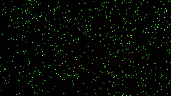 免疫细胞2.3&times;10E6浓度的实拍图