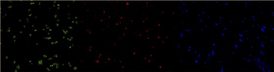 多通道荧光图像