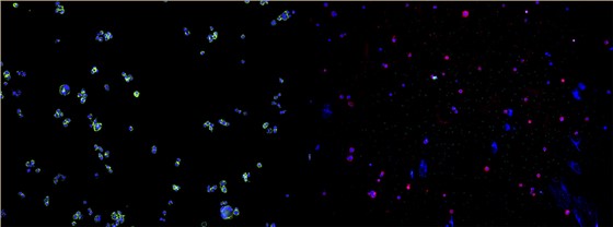 多通道图像融合分析